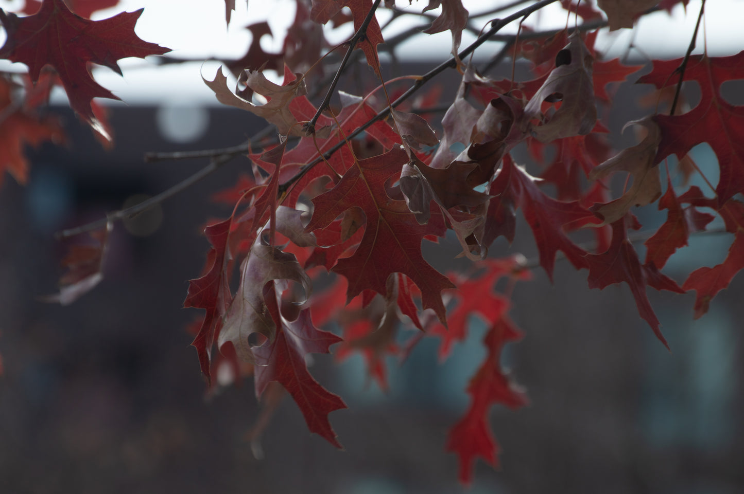 Red Autumn Leaves
