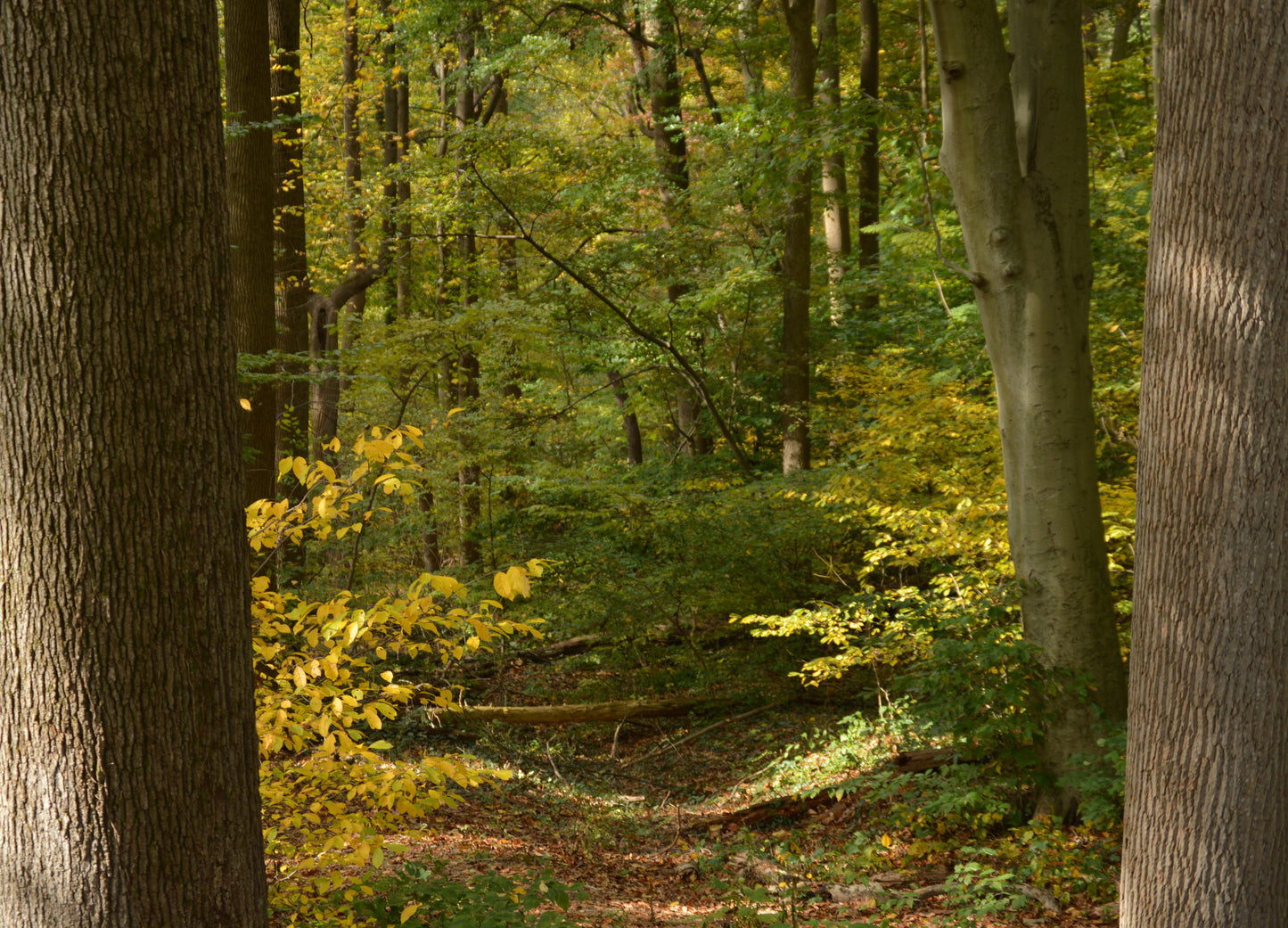 Wissahickon Park