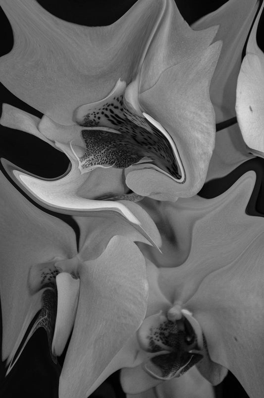 Orchids in Black and White