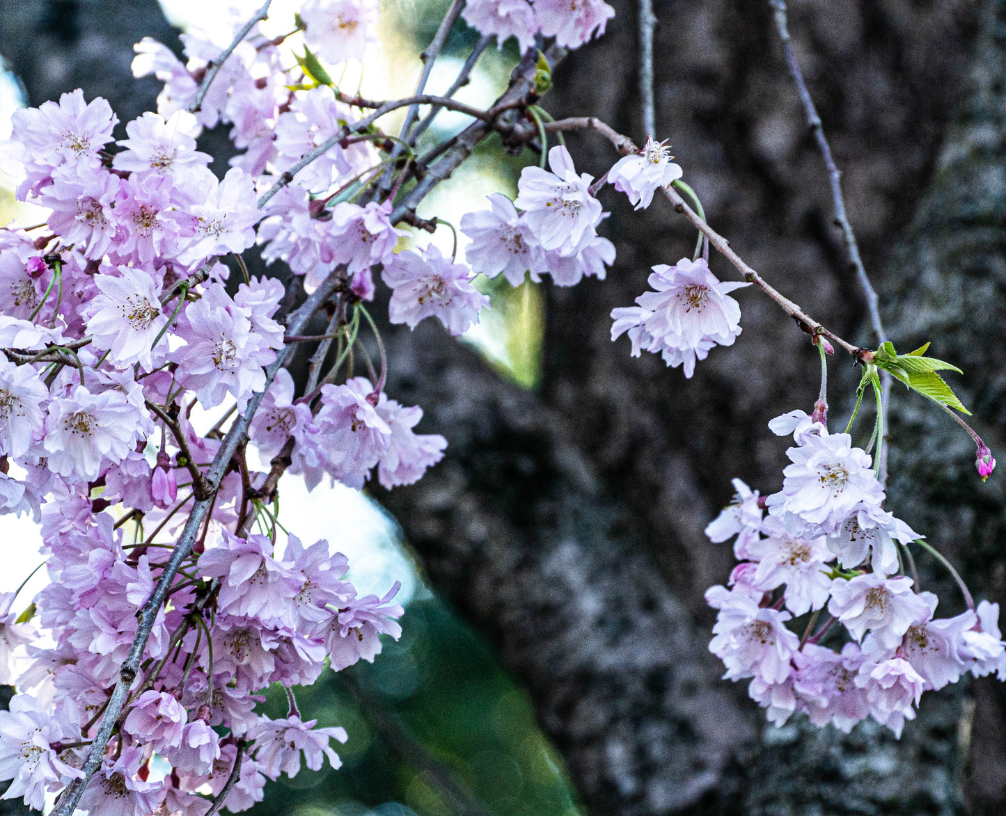 Philly Cherry Blossoms